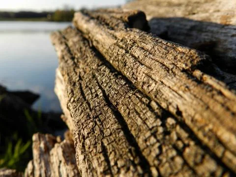 The Tree Bark Stock Photos