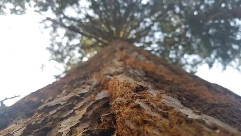 Tree Bark Foto stock