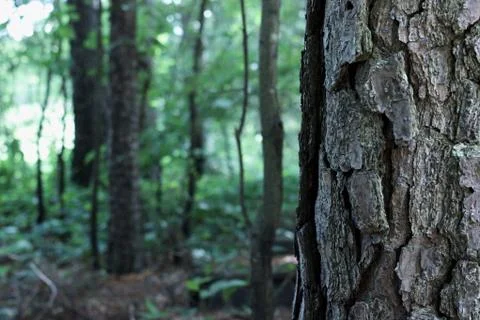 Tree Bark Stock Photos