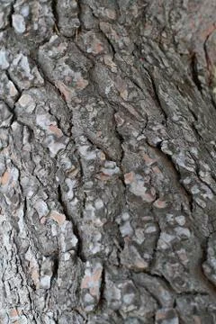 Tree bark Stock Photos