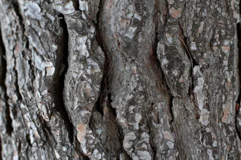 Tree bark Stock Photos
