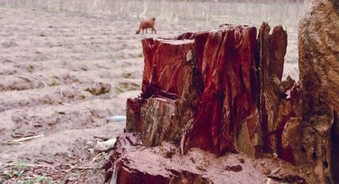 Tree bark Foto stock