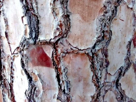 Tree bark Stock Photos