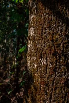 Tree bark Stock Photos