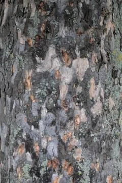 Tree Bark Stock Photos