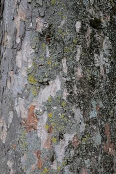 Tree Bark Stock Photos