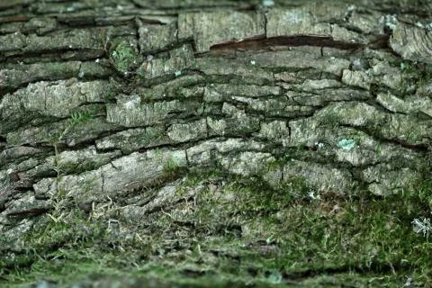 Tree Bark Stock Photos