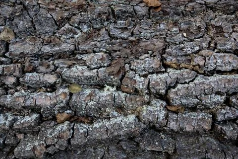 Tree bark Stock Photos