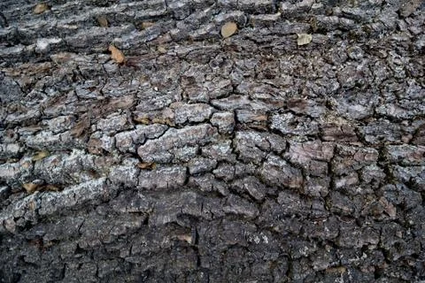 Tree bark Stock Photos