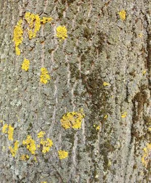 Tree bark Stock Photos