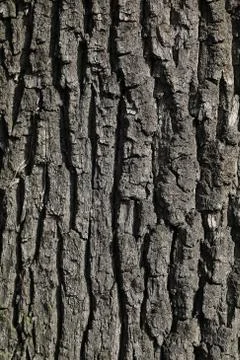 Tree bark Stock Photos