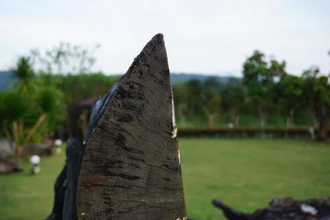 Tree bark Stock Photos