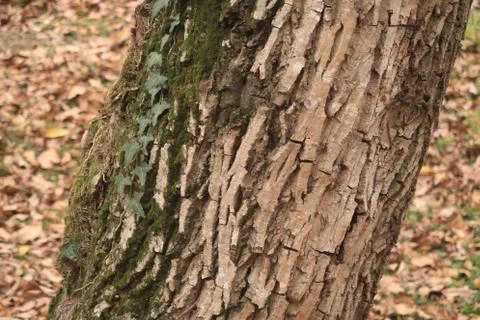 Tree Bark Stock Photos