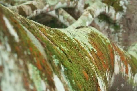 Tree Bark Stock Photos