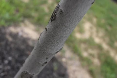 Tree Bark Stock Photos