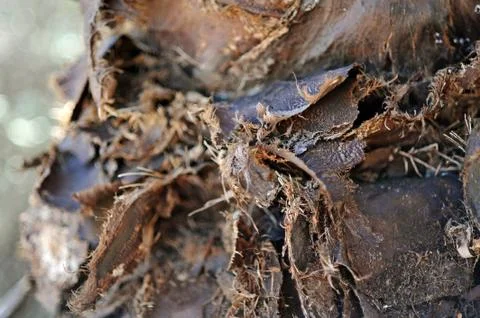 Tree bark Stock Photos