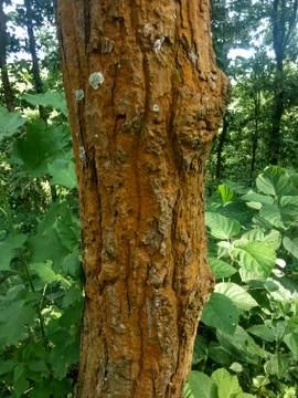 Tree bark Stock Photos