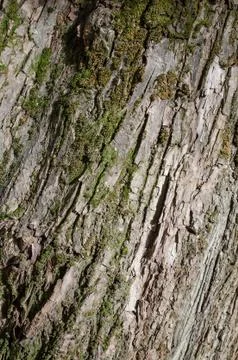 Tree bark Stock Photos