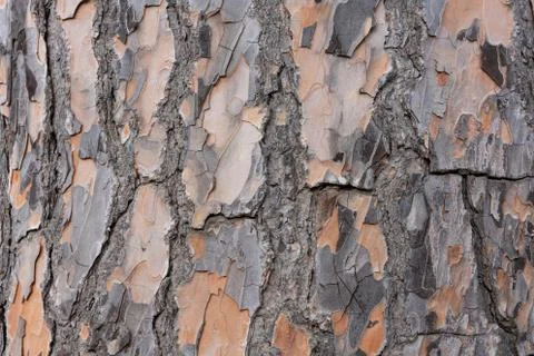 Tree bark Stock Photos