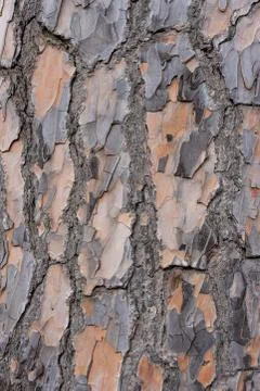 Tree bark Stock Photos