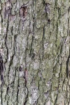 Tree bark Stock Photos