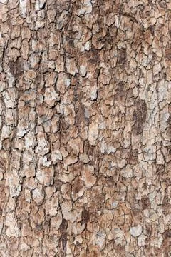 Tree bark Stock Photos