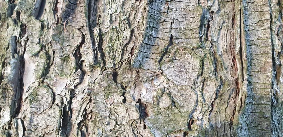 Tree bark Stock Photos