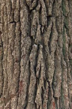 Tree bark 스톡 사진