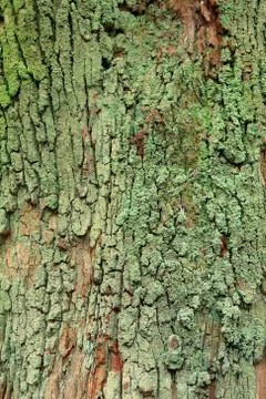 Tree bark 스톡 사진