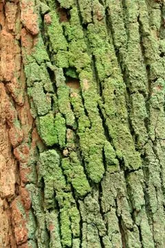 Tree bark Stock Photos