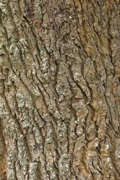 Tree bark Stock Photos