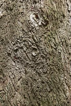 Tree bark Stock Photos