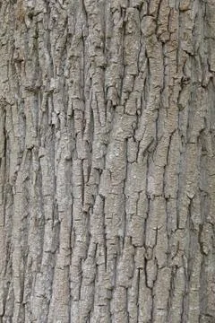 Tree bark Stock Photos