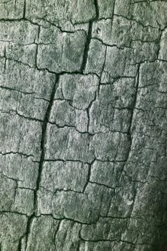 Tree bark Stock Photos