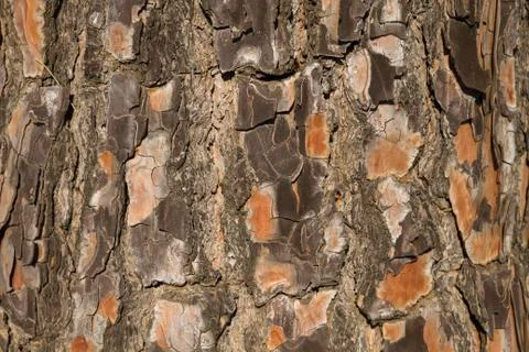 Tree bark Foto stock