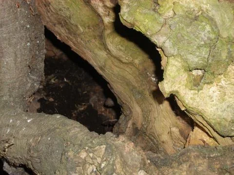 Tree Bark Stock Photos