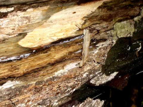Tree Bark Stock Photos