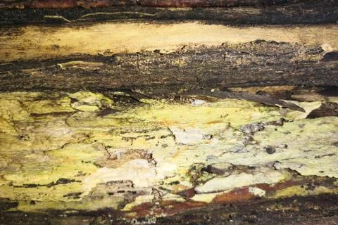 Tree bark Stock Photos