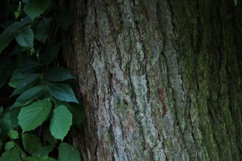 Tree bark Stock Photos