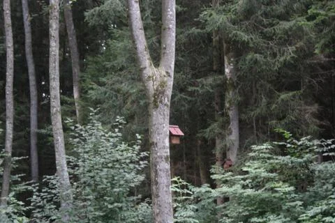 Tree bark Stock Photos