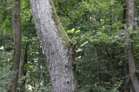 Tree bark. Stock Photos