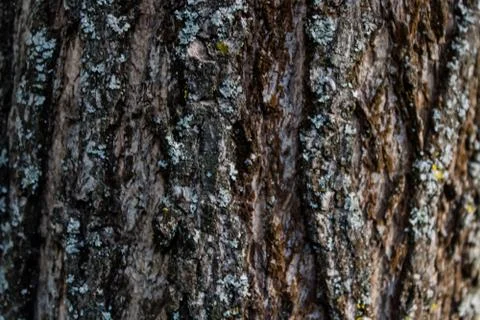 Tree bark Stock Photos