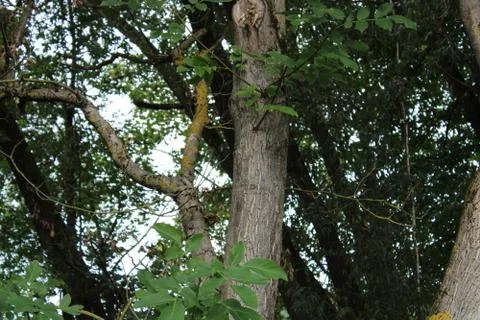 Tree bark Stock Photos
