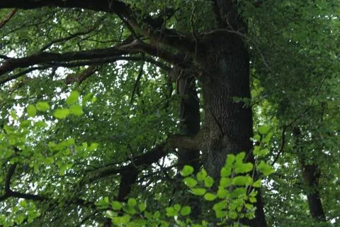Tree bark Stock Photos
