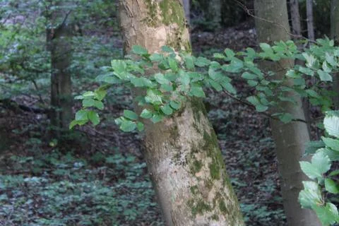 Tree bark Stock Photos