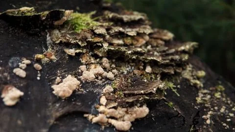 Tree bark 写真素材