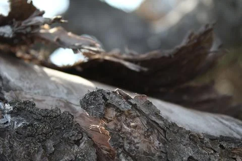 Tree bark Stock Photos