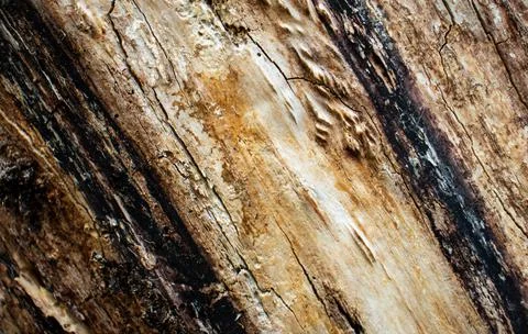 Tree Bark. Foto stock
