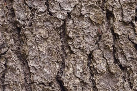 Tree bark Stock Photos