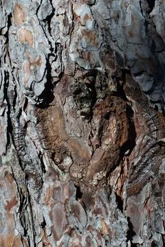 Tree bark Stock Photos